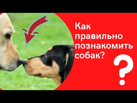 Видео: Как правильно познакомить собак