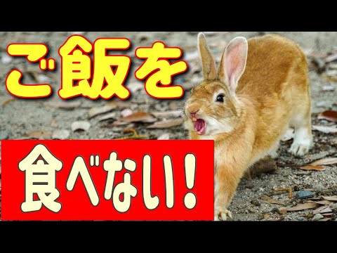 ウサギの食欲不振・偽性食欲不振の原因と対処法【獣医師監修】