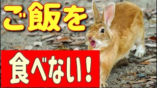 救急疾患 うさぎがご飯を食べない 獣医師が24時間食欲不振の危険性を解説 うさぎの病気 Vol 1 Youtube