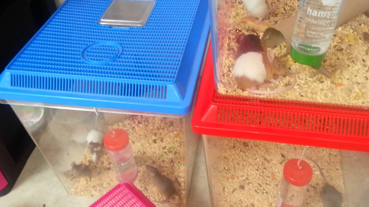 mice breeding success with bedding advice youtube