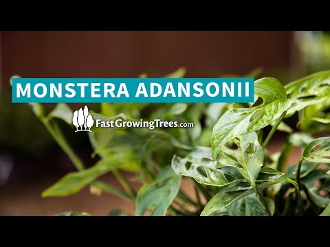 วีดีโอ: ข้อมูลโรงงานชีสสวิส – เรียนรู้เกี่ยวกับพืชชีส Monstera Swiss ของ Adanson