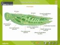 Respiratory System In Insects 