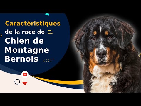 Vidéo: Meilleurs noms suisses pour un chien de montagne bernois