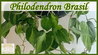 Philodendron Brasil Cuidados | Philodendron Hederaceum Cuidados | Mi Casa Tu Casa