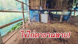 ไข่ไก่ตาชานหาย