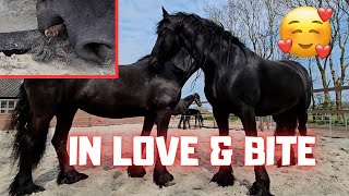 Queen👑Uniek is in love❤️ with 2 men! | Bite | Friesian Horses