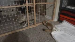 A Fennec Fox &amp; Her Crazed Friend