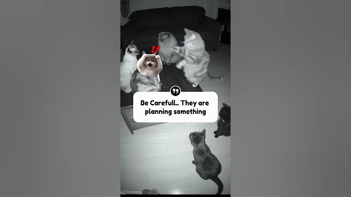 Video 11344661: cats funnycats funnycatvideos, cat funnycat dog, laugh cats dogs funny