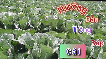 Cách Trồng và Chăm sóc Bắp Cải Năng Suất Cao -How to Grow Cabbage  - Cách Trồng Bắp Cải