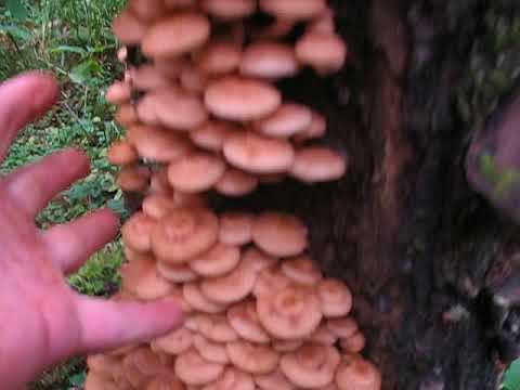 Где растут грибы опята?