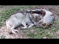 Yearling competes with wolf pups for moms attention