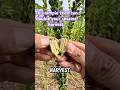 This simple trick can double your sesame harvest. #shortvideo