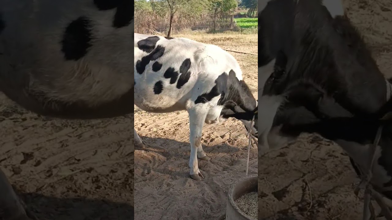 #calf