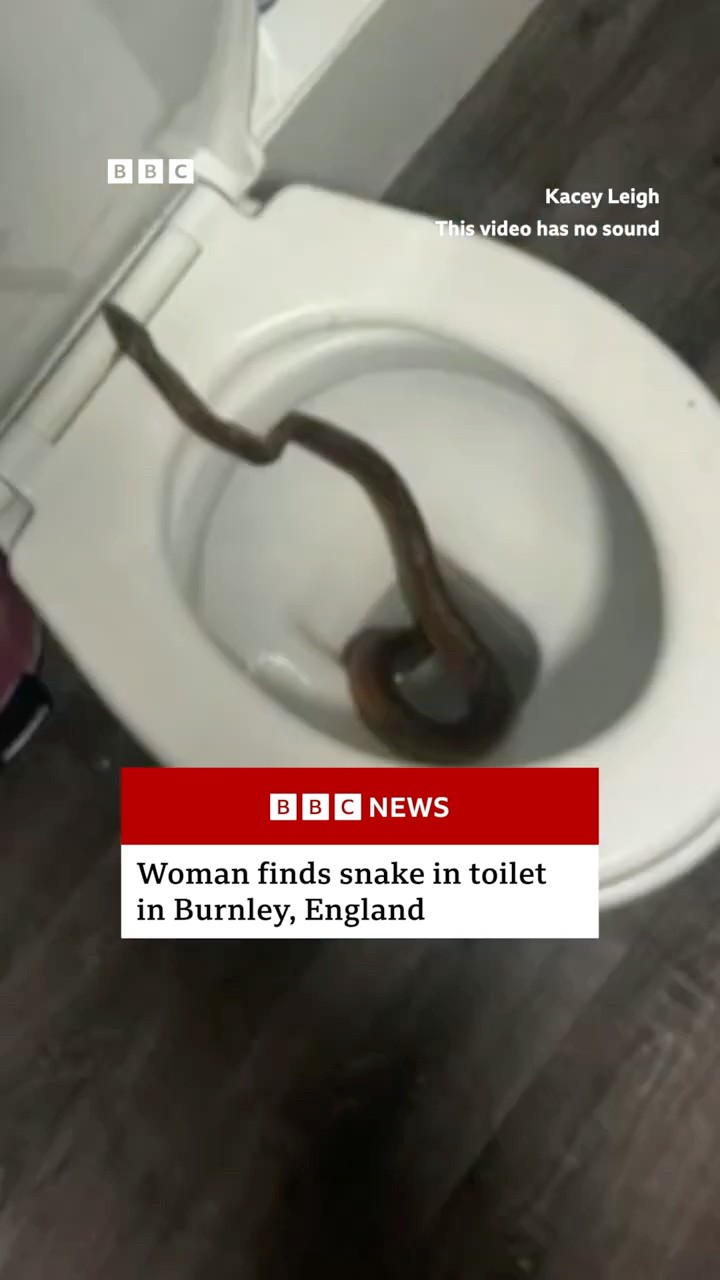 New fear unlocked. ? #Snake #England #UK #BBCNews
