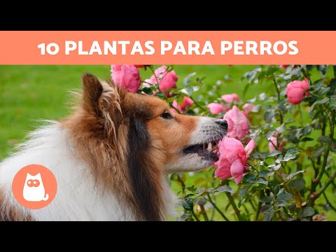 Video: Plantas de interior aptas para perros: ¿cuáles son algunas plantas de interior seguras para perros?