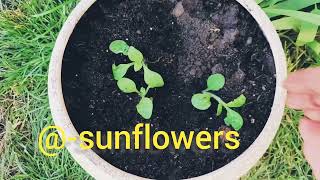 I am planting a petunia. @-sunflowers #vlog #dnipro #sunflowers #petunia #petunia