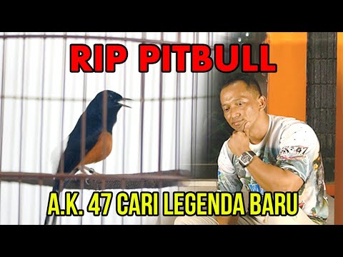 sedih!!!-prio-excellent-ditinggal-pitbull,-murai-batu-volume-mewah