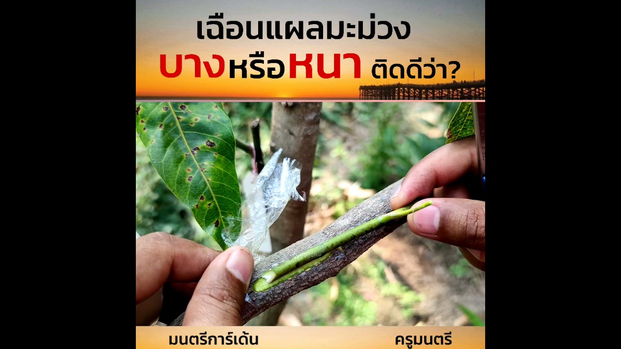 เฉียนแผลบางหรือหนา