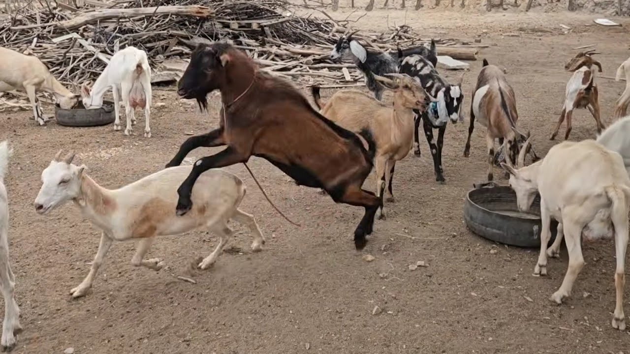 CABRAS LEITEIRA PRA VENDA EM SANHARÓ-PE