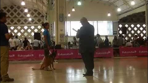 Kia - Prueba de Obediencia FCM - Perro Compañero Graduado