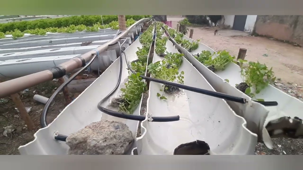 Novo sistema Hidroponico para Agrião da água