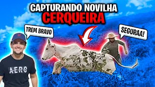 CAPTURANDO NOVILHA CERQUEIRA PARA VIRAR CHURRASCO