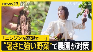 世界環境デー「ニンジンが高温で…」“異常気象”の影響で約150万円の損失　“暑さに強い野菜を”農家の対策をトラウデン直美さんが取材【news23】｜TBS NEWS DIG