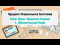 Пары Черепно-Мозговых Нервов: Обонятельный Нерв