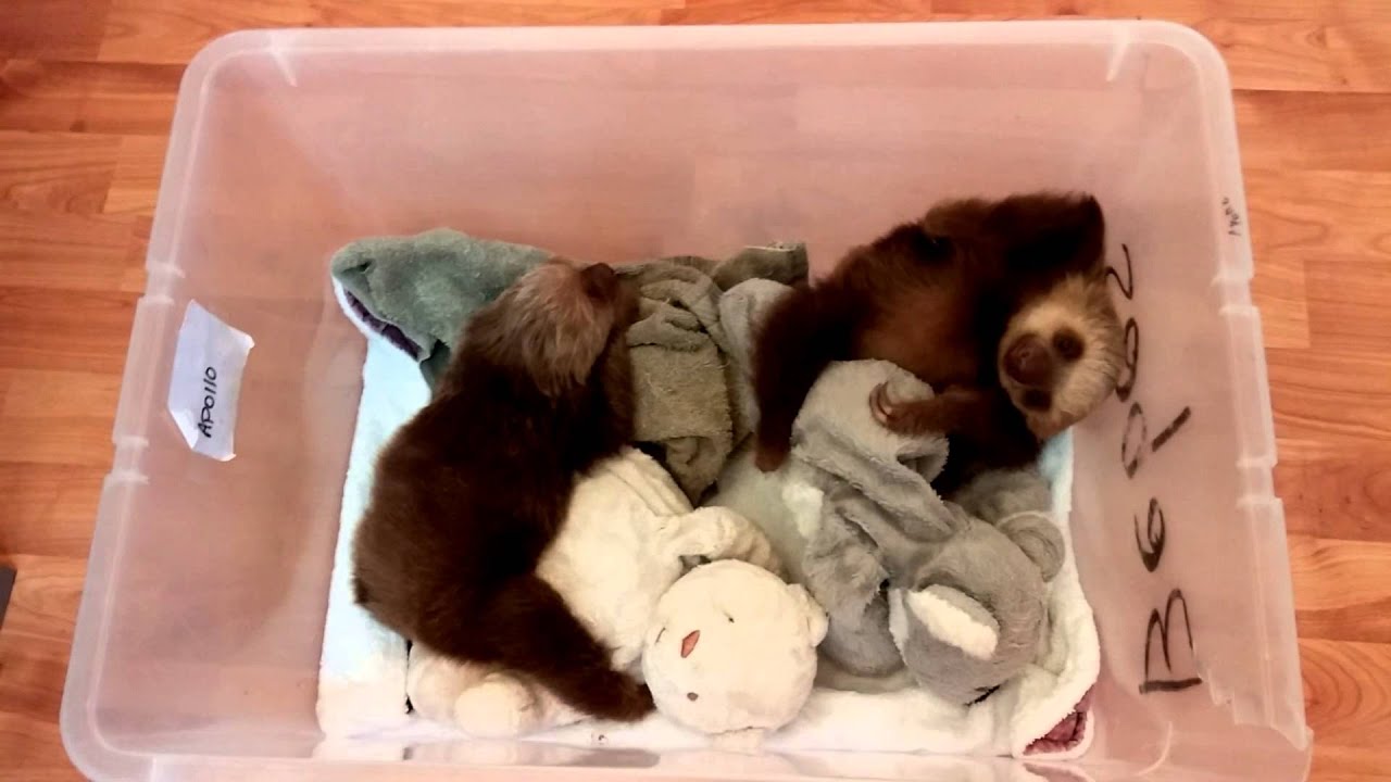 Baby sloths at the Sloth Sanctuary - YouTube