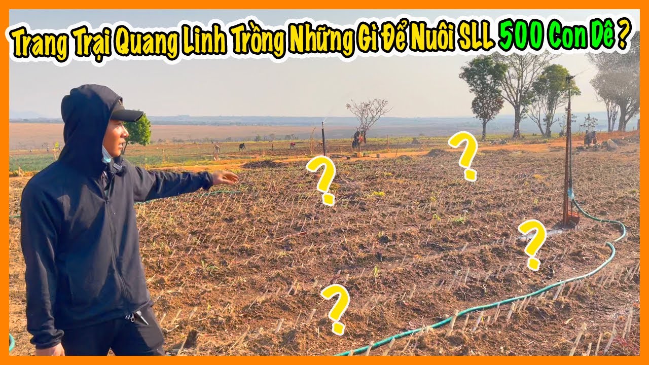 Quang Linh Farm Trồng Những Gì Để Có Thể Cung Cấp Thức Ăn Cho 500 Con Dê  Đợt Đầu ? - YouTube