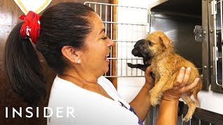 Six months after hurricane maria, an estimated half a million dogs
were wandering the streets of puerto rico. sato project has been
rescuing and rehabili...