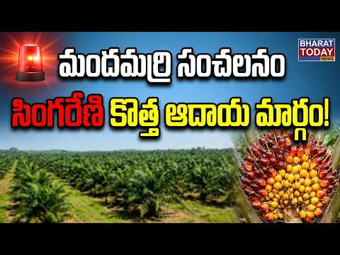 Mandamarri: Oil Palm plantation in Singareni.. Key comments by Director K. Venkateswarlu....| BT