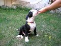 Dog Training: Training Basic Obedience to American Bulldog puppy Dog Training: Training Basic Obedience to American Bulldog puppy