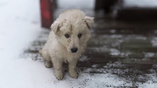 The puppy trembled and begged to save his sister, they were scared