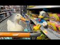 I took my duck shopping 