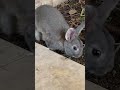 Попрыгушка маленькая