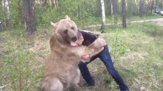 Russian guy plays with bear Resimi
