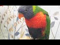 Lorikeet Parrot Talking Say Hello and Dancing