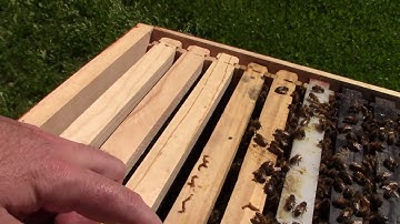 Adding a second brood box? Nucleus install week two inspection.
