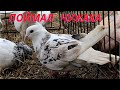 Чужой Пакистанский голубь! Обзор Иранских голубей! #tauben #pigeons