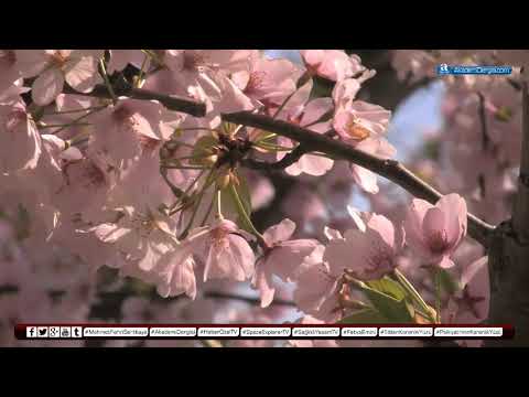 İlkbahar valsi - Şopen | Spring waltz - Chopin