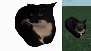 Maxwell The Cat For 10 Minutes