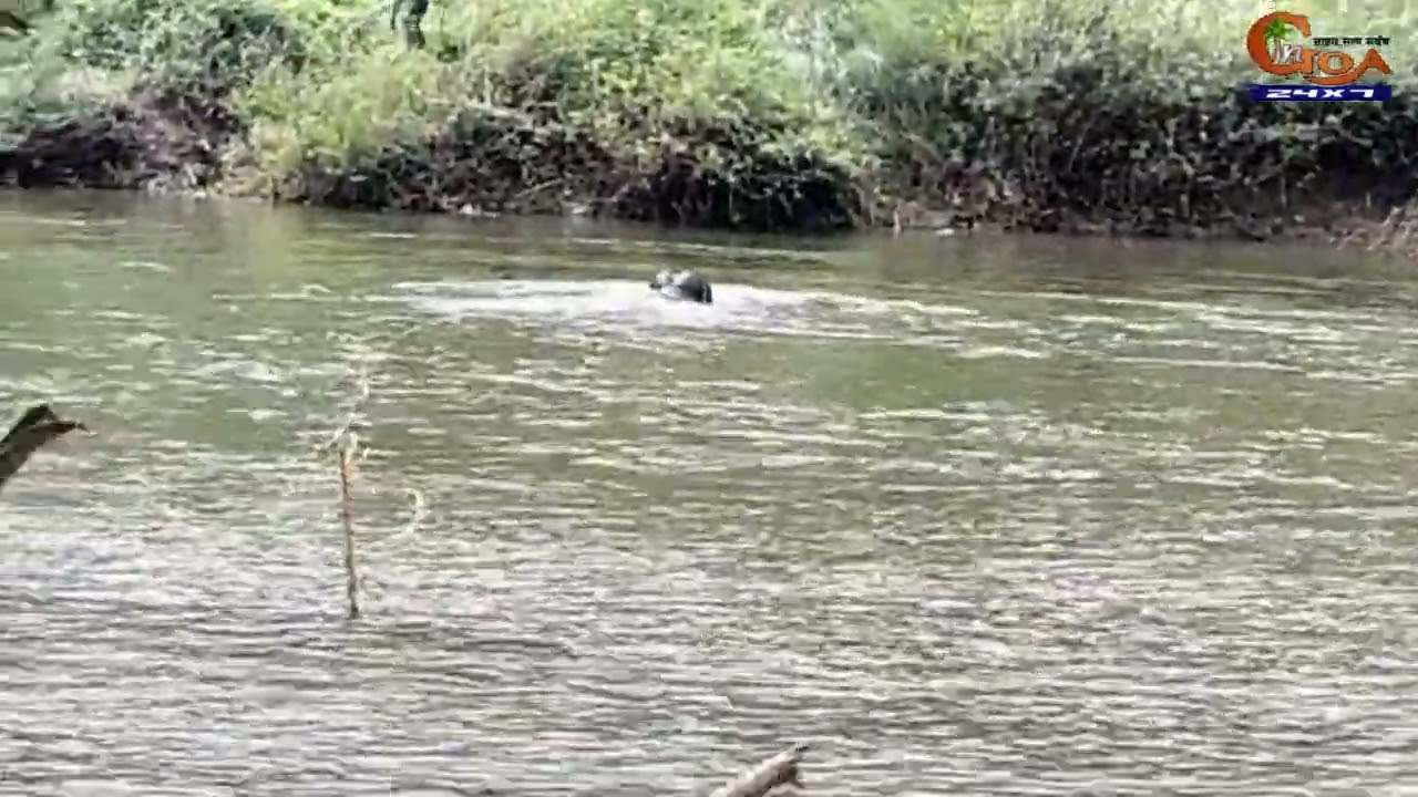 Слон Омкар торжественно въехал в деревню Вапол в Махараштре.