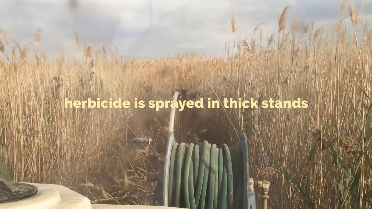 Spraying Phragmites in Utah