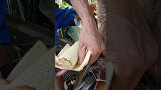 coconut wine making process