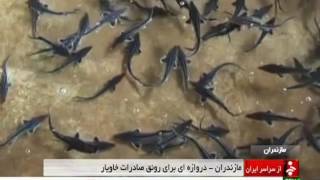 Iran Mazandaran province, Caviar production توليد خاويار استان مازندران ايران