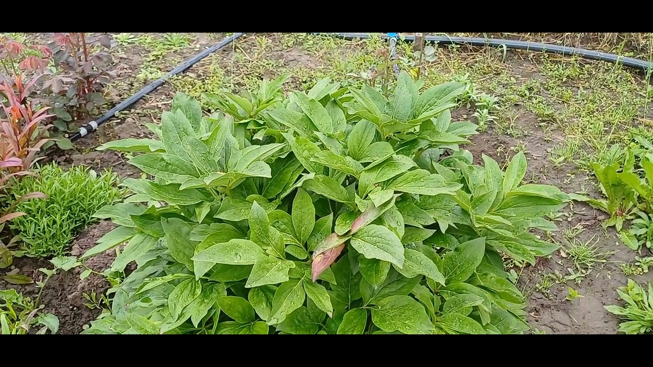 Півонія #Juliska та примхлива #Lois_Choice у сусідстві з хвойними.