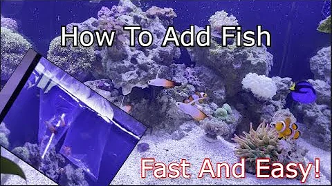 How to Acclimate Fish to Your Saltwater Aquarium: A Step-by-Step Guide