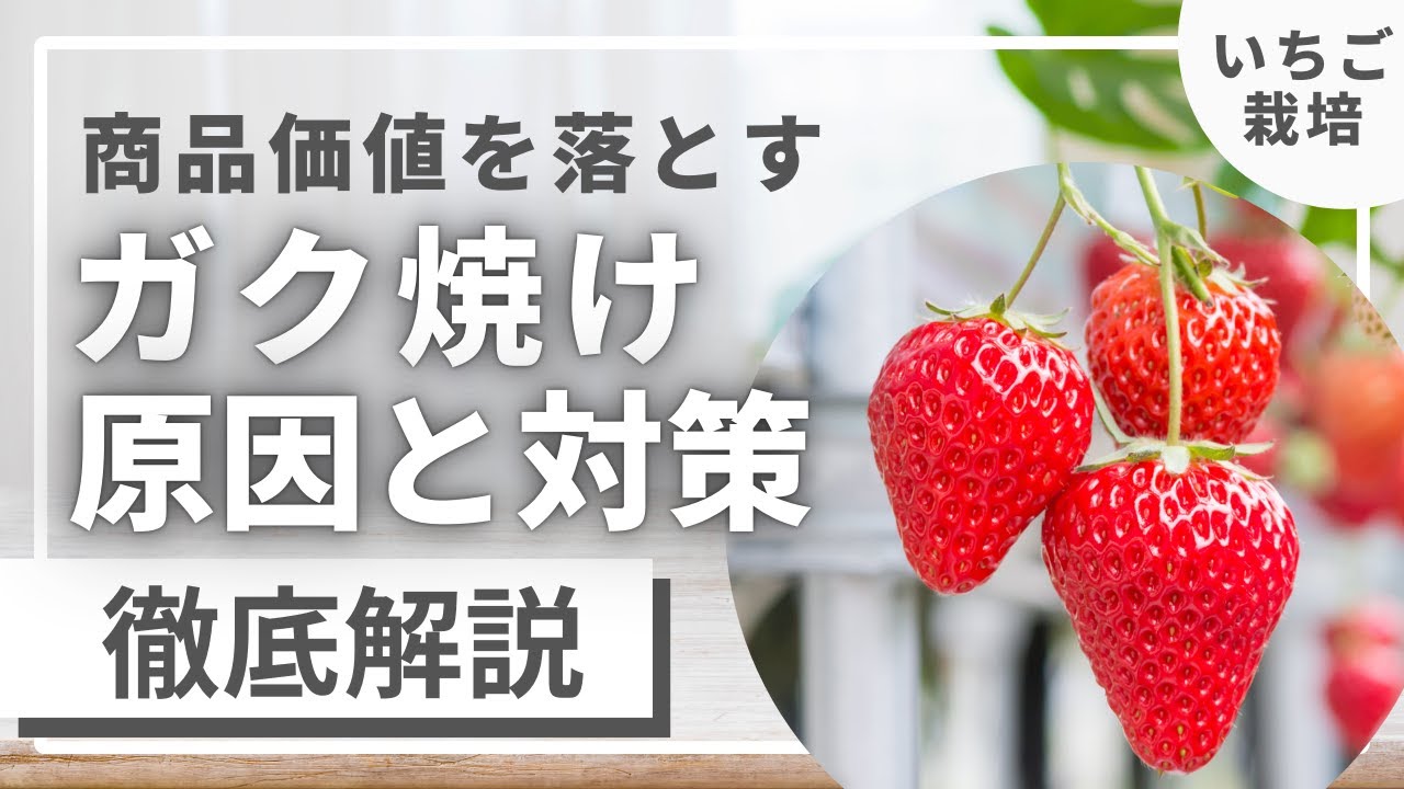 どうしてなるの？【苺のガク焼け】商品価値を落とさない為にいちご農家さんがするべき対策