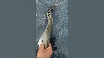 Cá Thát Lát 95 Hậu Giang! 😆 036 #Shorts | Bronze Featherback